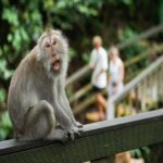 Ubud: Monkey Forest, Rice Terrace ticket included - Practical Details and What to Expect