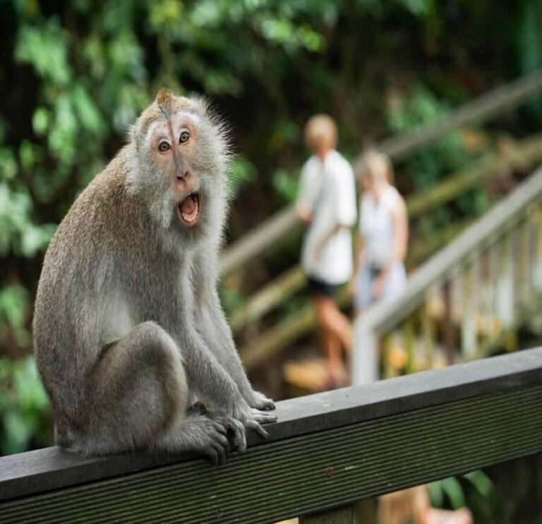 Ubud: Monkey Forest, Rice Terrace ticket included - Practical Details and What to Expect