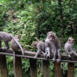 Ubud: Monkey Forest, Rice Terraces, and Waterfall Tour - What to Expect on the Tour