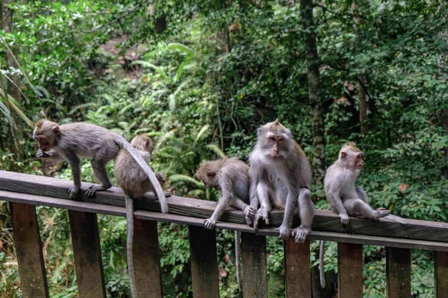 Ubud: Monkey Forest, Rice Terraces, and Waterfall Tour - What to Expect on the Tour