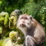 Ubud: Monkey Forest, Rice Terraces & Art Craft Village Tour - The Real Experience: Insights from Reviews