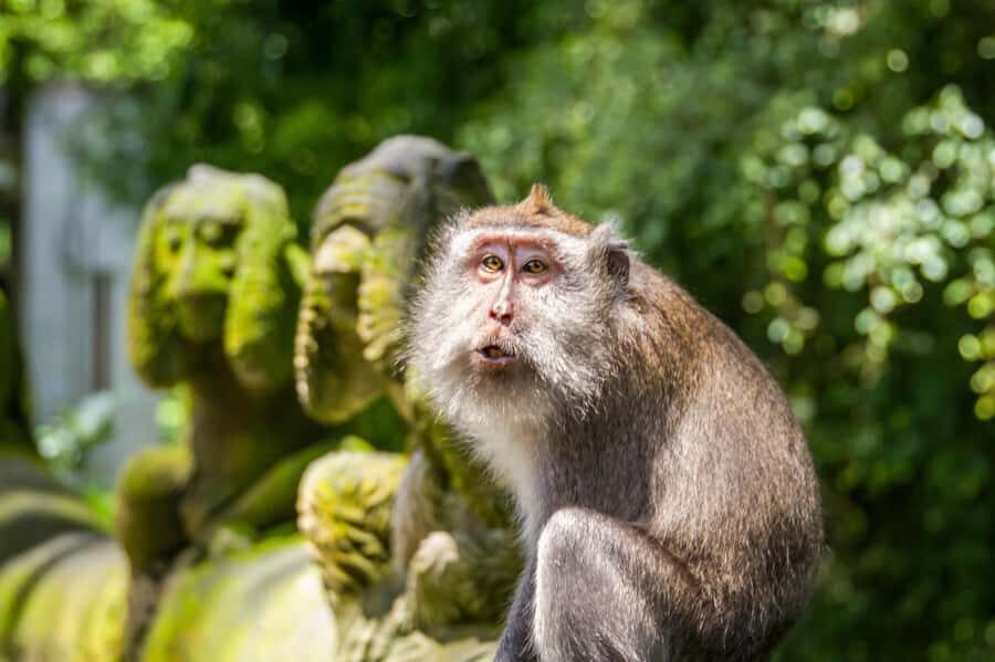 Ubud: Monkey Forest, Rice Terraces & Art Craft Village Tour - The Real Experience: Insights from Reviews