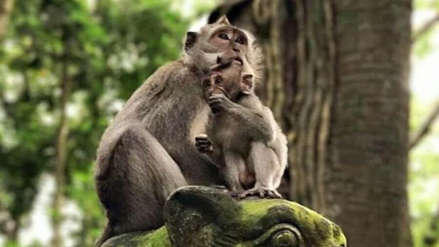 Ubud: Monkey Forest, Rice Terraces, Temple&Petanu Waterfall - The Practicalities