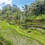 Ubud: Monkey Forest, Tegalalang, Tirta Empul, Waterfall Tour - Exploring Ubud’s Core Highlights