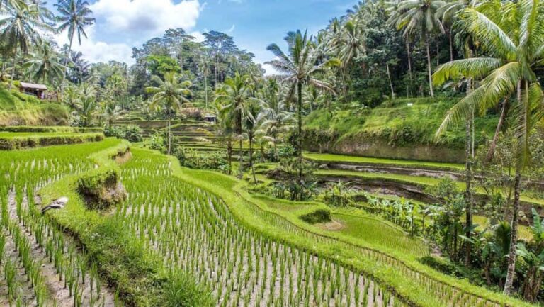 Ubud: Monkey Forest, Tegalalang, Tirta Empul, Waterfall Tour - Exploring Ubud’s Core Highlights