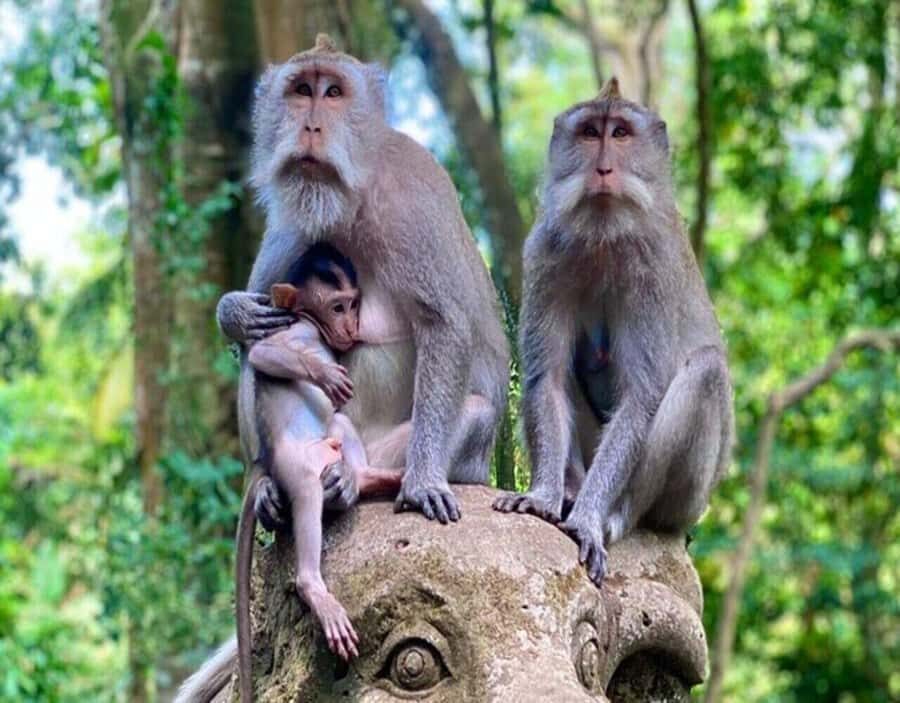 Ubud Monkey Forest, Temple, Rice Terraces, Hidden Waterfall - Who Is This Tour Best For?