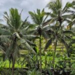 Ubud: Private Fullday Tour with Flexible Itenarary - The Benefits of a Private, Customizable Experience