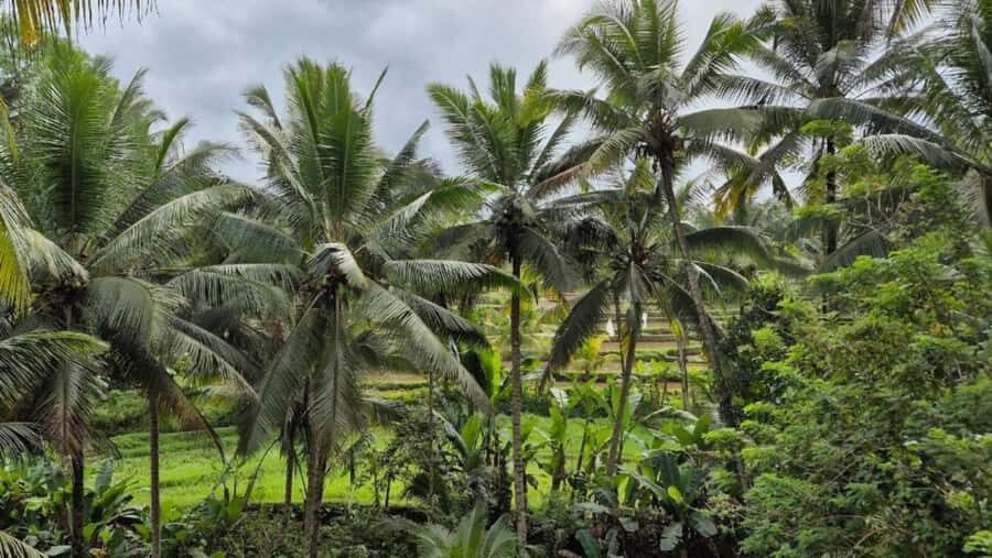 Ubud: Private Full Day Tour with Flexible Itenarary - The Benefits of a Private, Customizable Experience