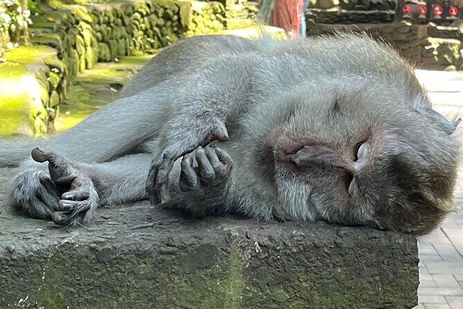 Ubud Private Nature and Temple Tour - Who Would Love This Tour?