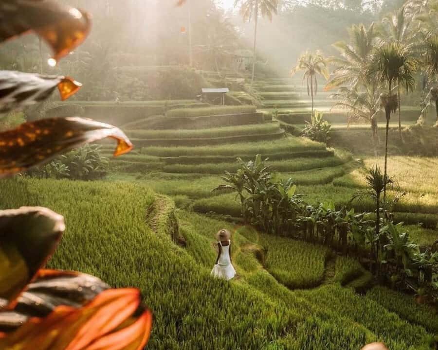 Ubud: Private Tour of Temples, Waterfalls & Rice Terraces - Transport, Duration, and Value