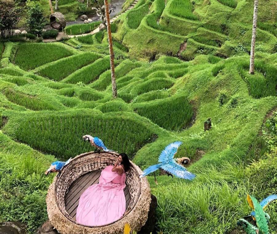 ubud : private tour,atv,rice terrace,waterfalls - A Detailed Look at the Ubud Private Tour