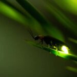 Ubud: Silver Making Class and Fireflies Evening Tour - Practical Details and Value