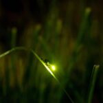 Ubud: Taro Village Firefly Excursion with a Vegetarian Meal - An In-Depth Look at the Taro Village Firefly Excursion