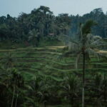 Ubud Tour: Monkey Forest, Rice Terrace, Waterfall, Water Temple - Authentic Experiences and Guided Insights