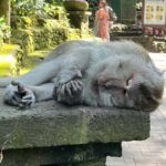 Ubud Tour Monkey Forest Rice Terraces Bali Swing Tirta Empul - Practical Details & Tips