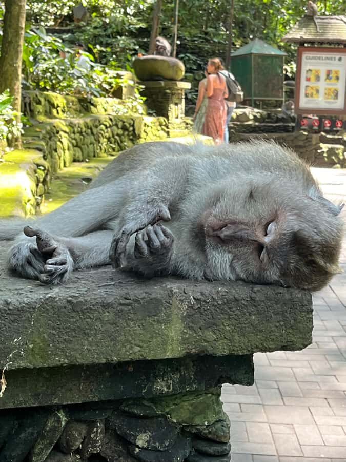 Ubud Tour Monkey Forest Rice Terraces Bali Swing Tirta Empul - Practical Details & Tips