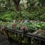 Ubud Tour: Monkey Forest, Water Temple & Jungle Club Fun Day - A Detailed Breakdown of the Ubud Tour Experience