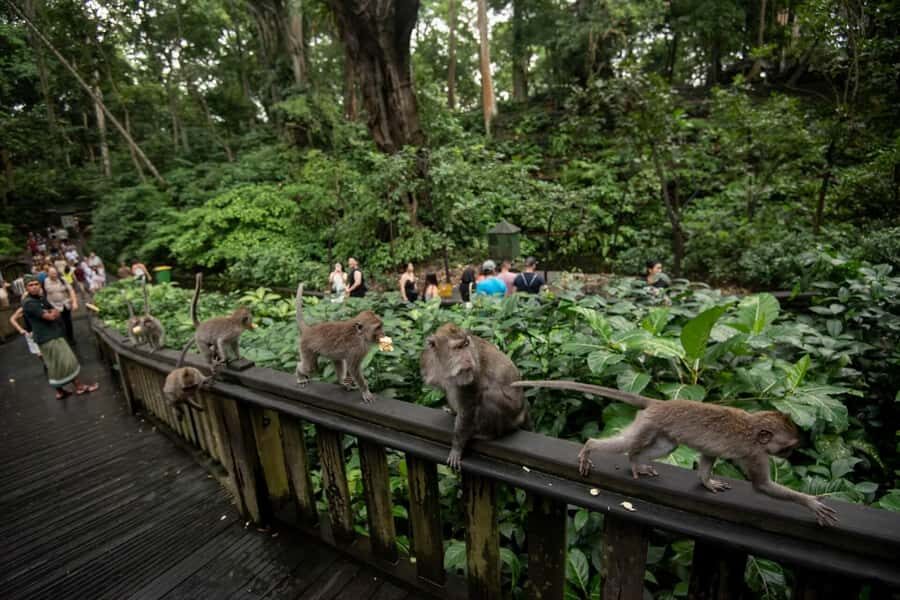Ubud Tour: Monkey Forest, Water Temple & Jungle Club Fun Day - A Detailed Breakdown of the Ubud Tour Experience