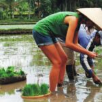 Ubud: Traditional Rice Farming Experience - The Itinerary Breakdown