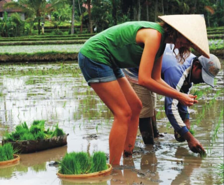 Ubud: Traditional Rice Farming Experience - The Itinerary Breakdown