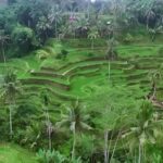 Ubud Village, Waterfall and Kintamani Volcano Private Tour - The Iconic Tegalalang Rice Terrace & Ubud’s Cultural Heart