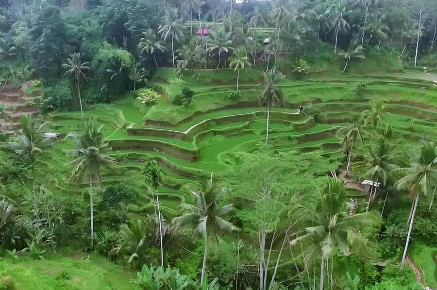 Ubud Village, Waterfall and Kintamani Volcano Private Tour - The Iconic Tegalalang Rice Terrace & Ubud’s Cultural Heart