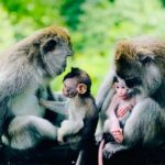 Ubud: Walking Tour with Campuhan Ridge & Monkey Forest - What to Expect from the Ubud Walking Tour