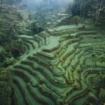 Ubud: Waterfall, Holy Water Temple,Swing&coffee plantation - Good To Know: