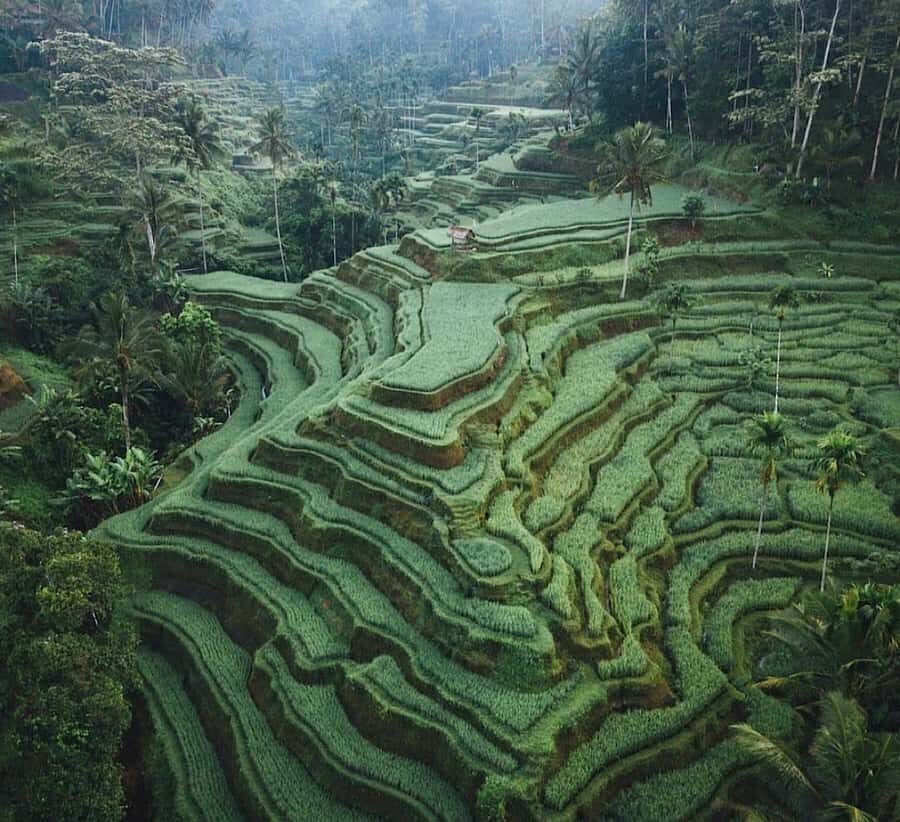 Ubud: Waterfall, Holy Water Temple,Swing&coffee plantation - Good To Know: