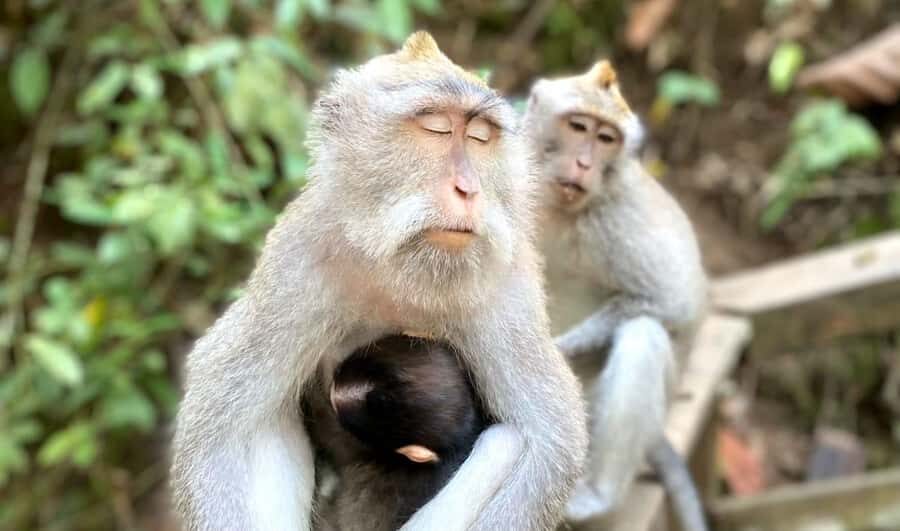 Ubud: Waterfalls, Sacred Monkey Forest & Rice Terraces Tour - Why This Tour Offers Real Value