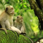 Ubud: Waterfalls, Water Temple & Monkey Forest Shared Tour - Who Is This Tour Best For?