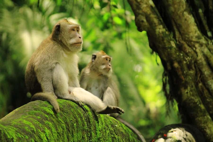Ubud: Waterfalls, Water Temple & Monkey Forest Shared Tour - Who Is This Tour Best For?