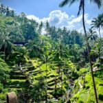 Ubud Zipline,Alas Harum combo experience with Private Car, Bali - The Itinerary Breakdown