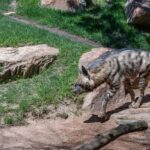 Udaipur: Sajjangarh Wildlife Sanctuary Entry Ticket - An In-Depth Look at the Sajjangarh Wildlife Sanctuary Experience