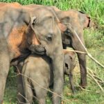 udawalawa/Ella tour (ahangama/waligama/mirissa/hiriketiya) - The Itinerary in Detail