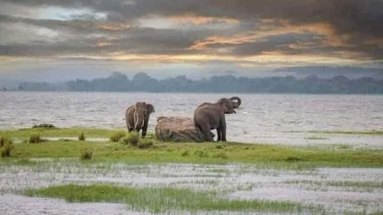 udawalawa/Ella tour (ahangama/waligama/mirissa/hiriketiya) - What to Expect and Practical Tips