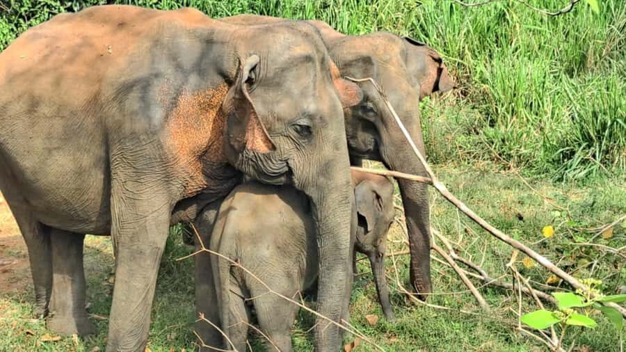 udawalawa/Ella tour (ahangama/waligama/mirissa/hiriketiya) - The Itinerary in Detail