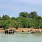 Udawalawa National Park: All Inclusive Safari Day Tour - The itinerary: What to expect?