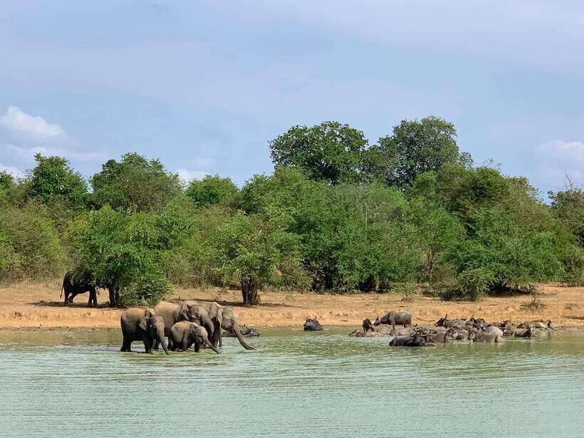 Udawalawa National Park: All Inclusive Safari Day Tour - The itinerary: What to expect?