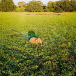 Udawalawa National Park & Orphanage Visit from Hambantota Port - Final Thoughts: Is It Worth It?