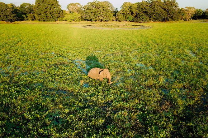 Udawalawa National Park & Orphanage Visit from Hambantota Port - Final Thoughts: Is It Worth It?