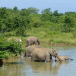 Udawalawa National Park Safari - Who Should Book This Tour?