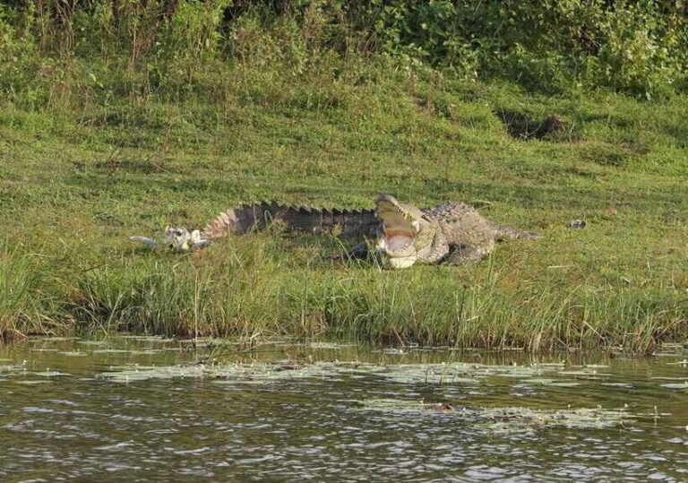 Udawalawa National Park: Safari & Elephant Transit Home Tour - What to Expect from the Tour