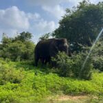 Udawalawa: National Park Safari with ahungalla Hotel Pickup - Exploring the Udawalawe Safari Experience