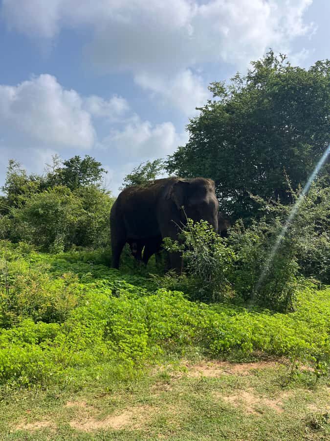 Udawalawa: National Park Safari with ahungalla Hotel Pickup - Exploring the Udawalawe Safari Experience