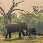 Udawalawa Safari Including Pickup & Dropoff - The Wildlife Safari in Udawalawa National Park