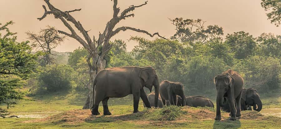 Udawalawa Safari Including Pickup & Dropoff - The Wildlife Safari in Udawalawa National Park