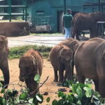 Udawalawe Elephant Safari and Orphanage Tour Shore Excursions - Pricing and Value Analysis
