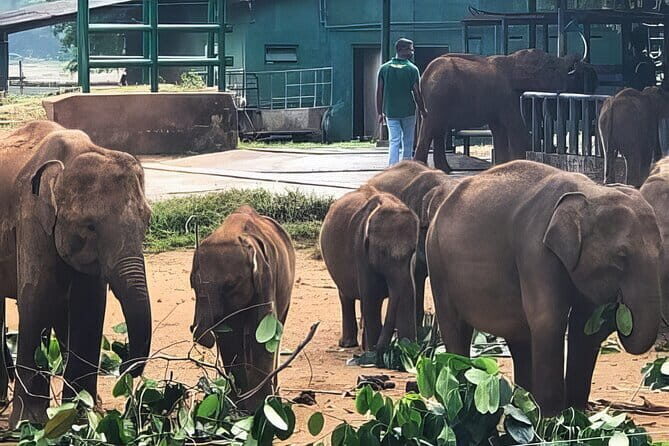 Udawalawe Elephant Safari and Orphanage Tour Shore Excursions - Pricing and Value Analysis