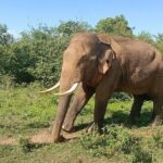 Udawalawe Jeep Safari from Bentota Aluthgama Berawula Area - Galle’s Dutch Fort: A Heritage Walk